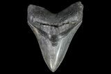 Serrated, Fossil Megalodon Tooth - South Carolina #74074-1